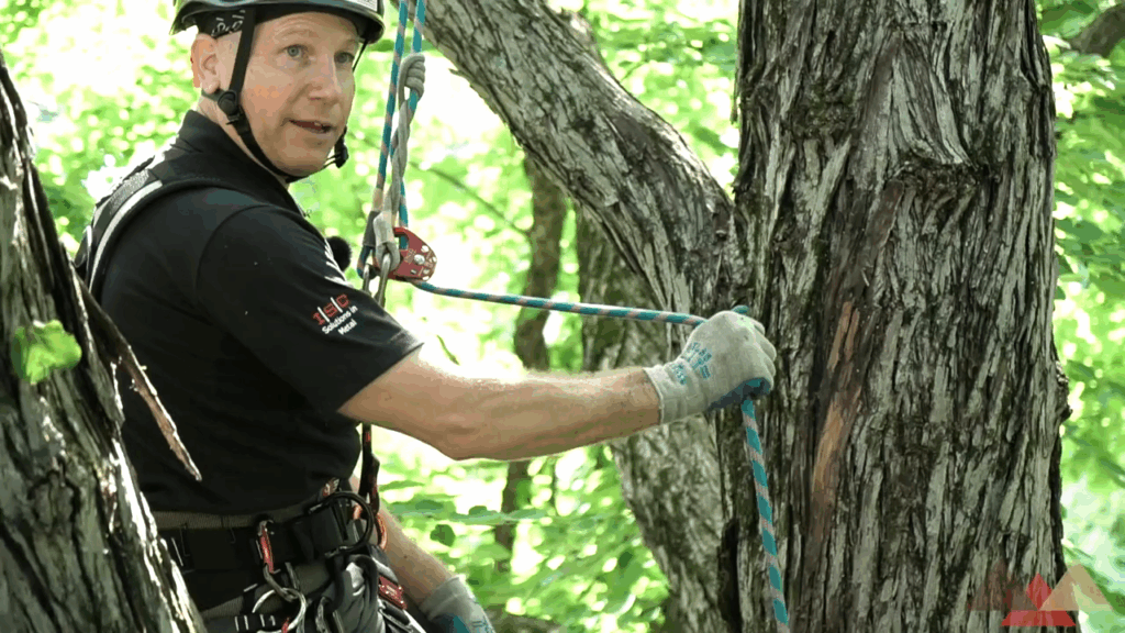 understanding dual rope system in tree work